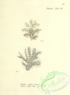 corals-00064 - 064-flustra pilosa, eschara pilosa