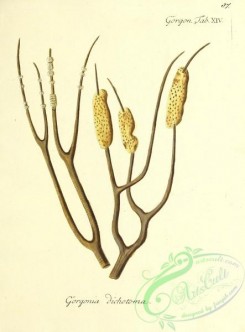 corals-00086 - 086-gorgonia dichotoma