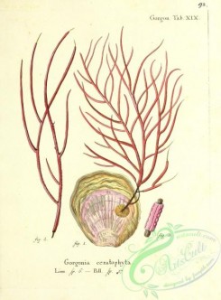 corals-00091 - 091-gorgonia ceratophyta