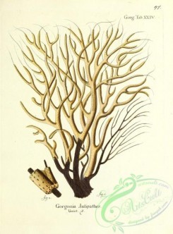 corals-00096 - 096-gorgonia antipathes