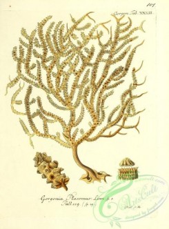 corals-00106 - 106-gorgonia placomus