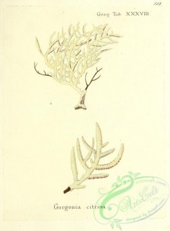corals-00111 - 111-gorgonia citrina