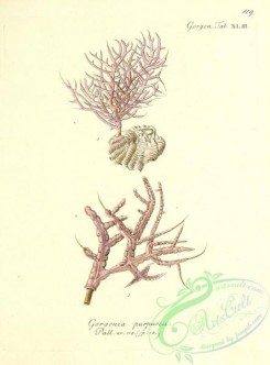 corals-00117 - 117-gorgonia purpurea