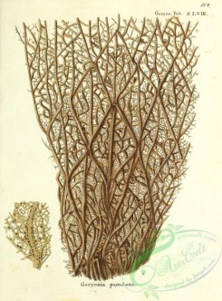 corals-00122 - 122-gorgonia paradoxa