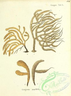 corals-00124 - 124-gorgonia papillosa