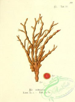 corals-00129 - 129-isis ochracea