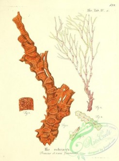 corals-00130 - 130-isis ochracea