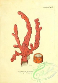 corals-00138 - 001-alcyonium arboreum
