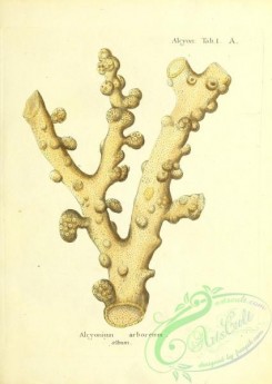 corals-00139 - 002-alcyonium arboreum album