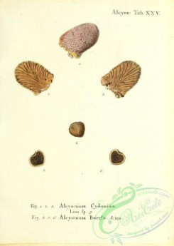 corals-00166 - 029-alcyonium cydonium, alcyonium buersa