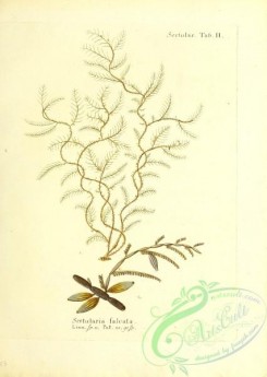 corals-00188 - 051-sertularia falvata
