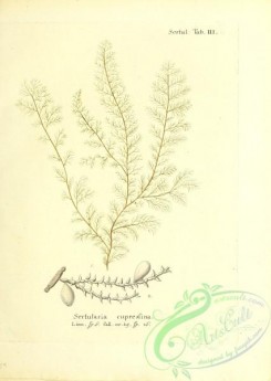 corals-00189 - 052-sertularia cupressina