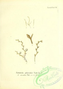 corals-00192 - 055-sertularia polyzonias, sertularia ericoides