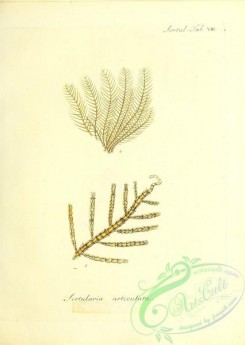 corals-00194 - 057-sertularia articulata