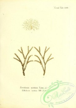 corals-00199 - 062-sertularia neritina, cellularia neritina
