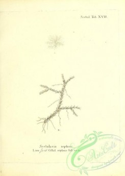 corals-00203 - 066-sertularia reptans