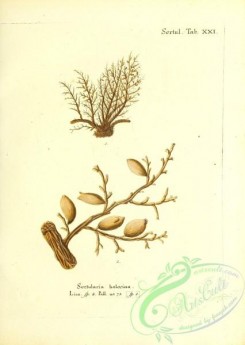 corals-00207 - 070-sertularia halecina