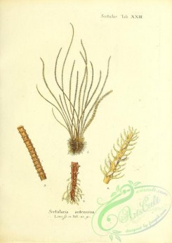 corals-00209 - 072-sertularia antennina