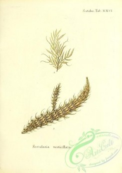 corals-00212 - 075-sertularia verticillata