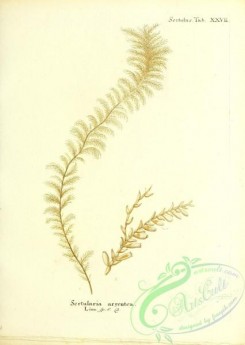 corals-00213 - 076-sertularia argentea