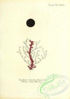 corals-00215 - 078-sertularia loricata, cellularia chelata