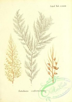 corals-00219 - 082-sertularia confervaeformis