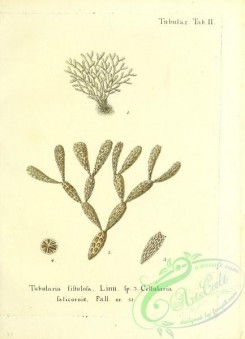 corals-00223 - 086-tubularia fistulosa, cellularia salicornis