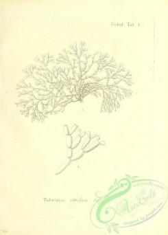 corals-00227 - 090-tubularia obtusata