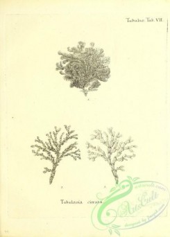 corals-00229 - 092-tubularia cirrata