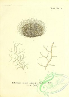 corals-00231 - 094-tubularia ramosa