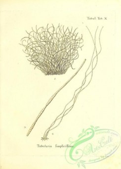 corals-00232 - 095-tubularia simplicissima