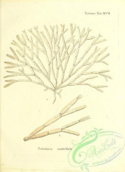 corals-00239 - 102-tubularia umbellata
