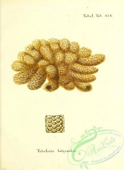corals-00241 - 104-tubularia botryoides