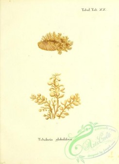 corals-00242 - 105-tubularia globulifera
