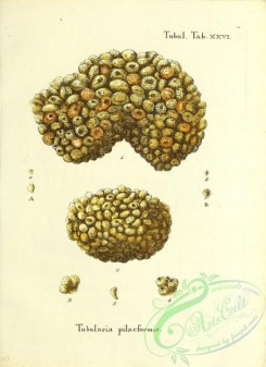 corals-00248 - 111-tubularia pilaeformis
