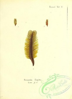 corals-00255 - 118-pennatula sagitta