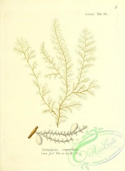 corals-00270 - 003-sertularia cupressina