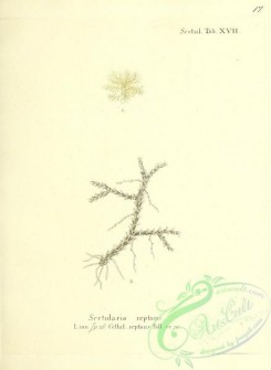 corals-00284 - 017-sertularia reptans