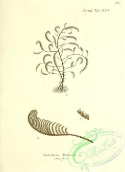 corals-00292 - 025-sertularia pennaria