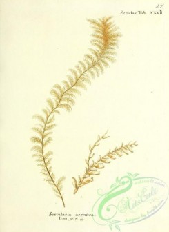 corals-00294 - 027-sertularia argentea