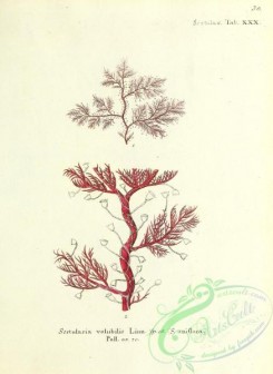 corals-00297 - 030-sertularia volubilis, sertularia uniflora