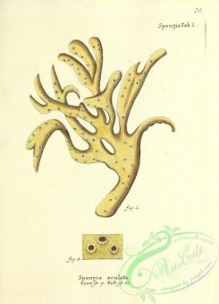 corals-00302 - 035-spongia oculata