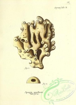 corals-00303 - 036-spongia papillaris