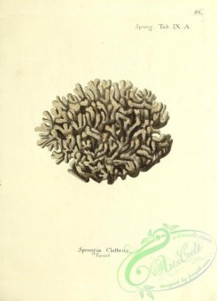 corals-00313 - 046-spongia clathrus