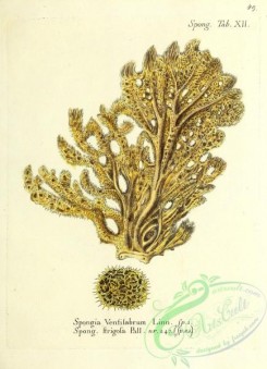 corals-00316 - 049-spongia ventilabrum, spongia strigosa