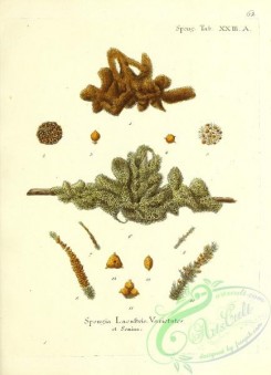 corals-00329 - 062-spongia lacustris