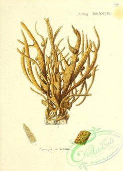 corals-00334 - 067-spongia alcicornis