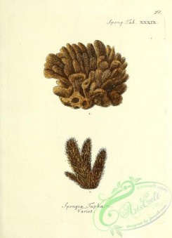 corals-00345 - 078-spongia tupha