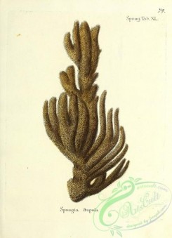 corals-00346 - 079-spongia stuposa