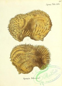 corals-00363 - 096-spongia foliacea